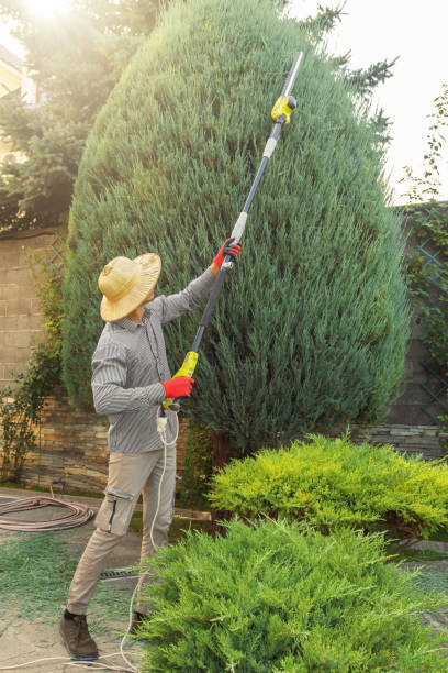 Best Tree Maintenance Programs  in Dekal, IL